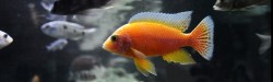 Zierfische